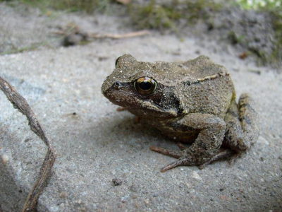 Tijdens het opknappen van de tuin, kwam ineens deze Bruine Kikker in de buurt, waarna gelijk de camera werd gegrepen.