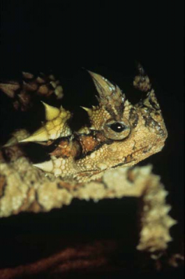 De moloch heeft een angstaanjagend uiterlijk en dito naam. Dit terwijl deze  diertjes maximaal zo'n 30 centimeter lang worden en een dieet houden van uitsluitend ...mieren...

Deze langzaam voortbewegende dieren gaan bij een mierenpad zitten en happen vrolijk de hele dag weg. Vanwege dit dieet zijn deze dieren onmogelijk in gevangenschap te houden.  

Voor deze foto van een moloch die ik in de woestijn, na wat zoekwerk, tegen kwam heb ik gebruik gemaakt van een fill-in flitser (SB24) en een good old Nikon F4 met een 60mm micro lens,Fujichrome Velvia (50 iso) op 1/125ste en F/8, waardoor de bizarre vormen van dit prachtige dier nog meer uitkomen.