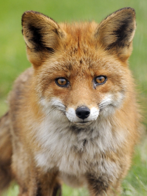 Plotselinge ontmoeting met een vos, kicken! Hij was ook in no time weer weg. (Dus geen tam dier, geen bitterballen (wie doet nou zoiets?!), puur natuur. Genomen op een meter of 5, met 340 mm (70-200 VR + 1.7 teleconverter)