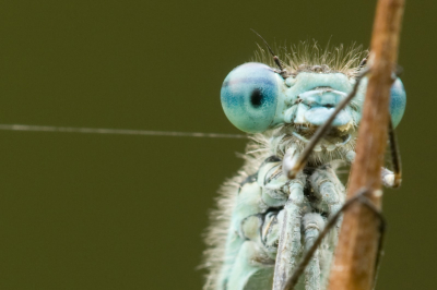 Om nog wat meer nadruk te leggen op het oog heb ik nog wat verder gecropt (naar 1484 bij 989 pixels). Nu kun je de afzonderlijke facetten van het oog zelfs zien.
Normaal gesproken hou ik niet zo van zover croppen, maar deze foto kon het wel hebben en ik blijf gefascineerd door die ogen...