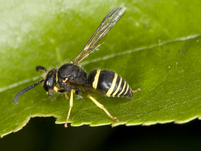 Onbekende Wesp. Deze foto laat wat duidelijker de achterkant zien, dan de andere fot's. Wie weet wat het is?