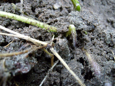 De padden in de tuin zijn een stuk lastiger vast te leggen, maar het is me toch gelukt met deze kleine (en snelle) rakker.
Helaas gaat hij/zij erg goed op in de achtergrond.