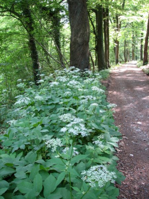 Een zoompje Zevenblad nabij de Duivelsberg. Mooier dan bij ons in de tuin...