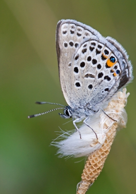 Gisteren opzoek geweest naar veenvlinders. Heel veel geluk gehad en ze alle drie gezien! Zo ook dit Veenbesblauwtje. Ik vond deze foto erg gaaf dankzij de compositie.

Canon 40D met Sigma 105 macro
1/200 @ f/8 Iso 400