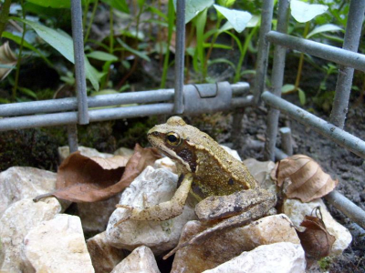 Weer een nieuwe kostganger in de tuin.
Leuk detail is dat geen enkele bruine kikker dezelfde kleur heeft...