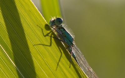 Mooie avond. Op zoek naar libellen, niet gevonden. Wel een helboel lantaarntjes, vlak voor ze het riet in kropen.