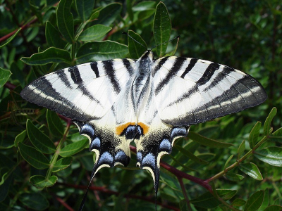 Tijdens bergwandeling zagen we deze vlinder,totaal geen verstand van vlinders,ben benieuwd welk soort dit is