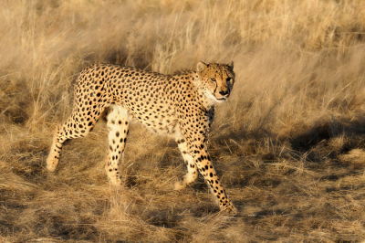 met een gamedrive gemaakt in Namibie vlak bij etosha bij het laatse licht van de dag