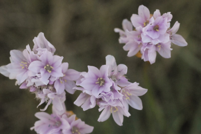 Bloemen duidelijk aan het verwelken en verkleuren een rden voor een foto. Gekozen voor deze bloemen en deze vlakverdeling.