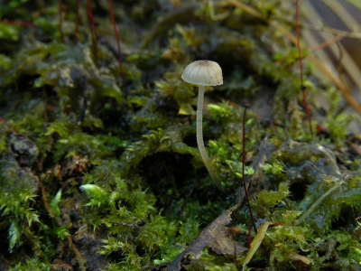 <i class='fa fa-user'></i> Marijke | Kleine breedplaatmycena  <i class='fa fa-eye'> 87</i>   <i class='fa fa-comment-o'> 0</i>