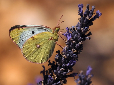 het vrouwtje (vermoedt ook de vlinderstichting op basis van alleen deze foto).
Van lavendel wordt in de Provence dankbaar gebruik gemaakt. Vele soorten leven er op. De warmte maakte alle vlinders enorm actief, maar ook de wind (de mistral laat zich in de Luberon vrijwel dagelijks in meer of mindere mate gelden) stelt het geduld van de macrofotograaf op de proef.