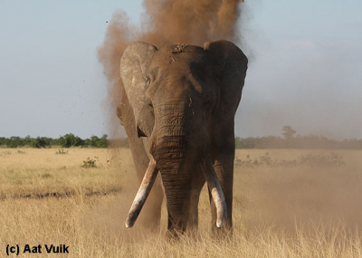Foto is gemaakt in de omgeving van een drinkplaats in het kruger nationaal park. Gemaakt vanuit mn auto ter plaatse met geopend raam. Betreft een zogenaamde Tusker genaamd Alexander die bezig was stof over zn lichaam te gooien.