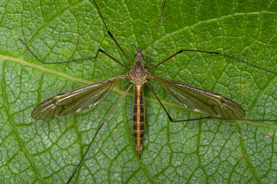 Deze langpootmug zat uit te rusten op een blad na een dag vliegen. Ik heb bewust dit standpunt genomen zodat zoveel mogelijk details van de mug zichtbaar zijn.