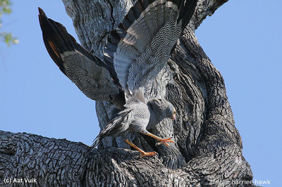 Vanuit de auto met open dak, staande op stoel op geasfalteerde weg. Deze african harrier hawk was net geland in deze boom en op zoek naar voedsel. Was enigzinds bewolkt weer. Foto is niet bewerk of gecropt.