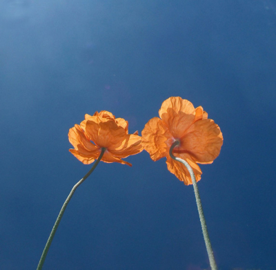 Een beetje laag bij de gronds werken. Maar als het dan lukt, heb je de rugpijn er wel voor over.