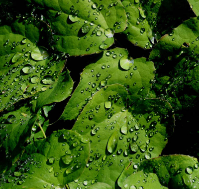 Druppels in de morgen, opname is gemaakt in een botanische tuin in Haarsteeg.