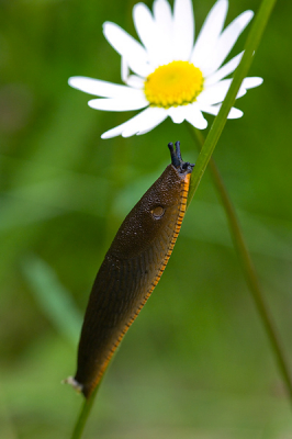 Deze naaktslak probeerde de top van een madeliefje te bereiken (niet op de foto). Geen idee of hem/haar dat gelukt is; ik had niet genoeg geduld om daar op te gaan zitten wachten.
