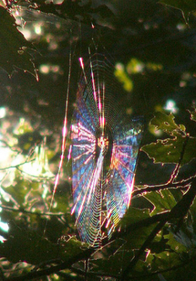 De zon scheen langs dit spinneweb die hoog in de boom hing.