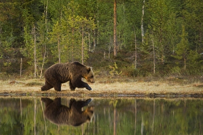 ook ik heb mogen genieten van bruine beren in het wild.

Ik denk dat deze foto mijn favoriet is vanwege de stevige pas, de mooie reflectie en de mooie setting.

Helaas heb ik wel redelijk moeten comprimeren vanwege de vele structuur in de omgeving.
