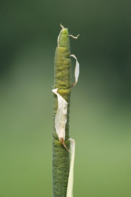 Op de langste dag de kleine lisdodde, die gekenmerkt wordt door de groene sigaar, op de kiek gezet tijdens onze wandeling op Landgoed Moermond te Renesse. We komen meestal de grote lisdodde tegen, met de bruine sigaar, dus vond ik deze wel leuk om te plaatsen.