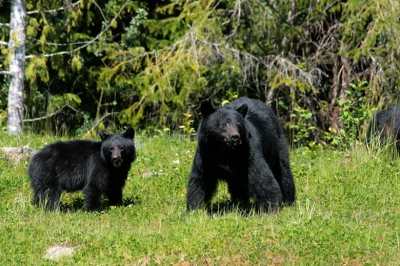 Op weg naar het noorden van Vancouver Island zagen we vijf zwarte beren langs de weg. Gestopt en uit de hand snel wat foto's gemaakt. Na +/- 5 minuten verdwenen ze weer de bosjes in.