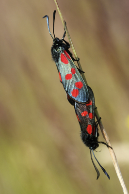 Stevige wind (zie ook de scheve achtergrond) afgelopen woensdag, maar toen moeder natuur even ademhaalde, kreeg ik toch een scherpe plaat. 
Ik had het idee dat ze ineens tevoorschijn kwamen, deze prachtige bloeddropjes.