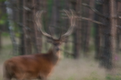 Dit is het resultaat van mijn eerste onverwachte ontmoeting met 3 Edelherten. Foto is full frame. Had dus hooguit een portret kunnen worden.