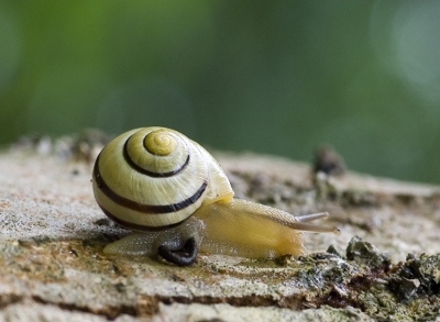 Door de regen veel slaken in het bos. Je ziet niet vaak een poepende slak.