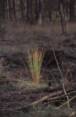 Scan van dia. Canon EOS 33, Tamron XR 28 - 300 mm. Het licht viel prachtig op de pluk buntgras