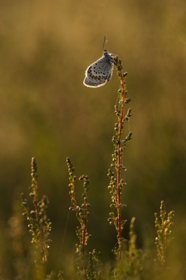 Vanmorgen kwam ik dit heideblauwtje tegen.. zijn natuurlijk omgeving vond ik erg treffend, dus ik heb geprobeerd niet alleen het beestje er beeldvullend, maar ook zijn omgeving er bij op te zetten.

Ik ben er erg blij mee :)