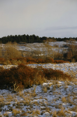 <i class='fa fa-user'></i> Sabine David | Sneeuw duinen  <i class='fa fa-eye'> 182</i>   <i class='fa fa-comment-o'> 5</i>