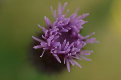 Hoe romantisch kan een distel zijn? Ik vind deze foto er wel 'soft' genoeg voor, die gemaakt is tijdens een mooie wandeling rondom Fort Rhijnauwen. We hopen binnenkort mee te gaan op rondleiding om de bijzondere planten en dieren die om, in en nabij het fort leven te kunnen bewonderen en natuurlijk op de foto te zetten. Een mooie plek zo dicht bij de grote stad. Zeker een bezoekje waard om lekker even van de natuur te genieten.