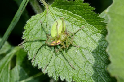 Wandelend in het Rannatal in Oostenrijk kwam ik deze tegen. Ik zag in eerste instantie maar 1 spin, bleken er toch 2 te zijn.
Wie welk soort??