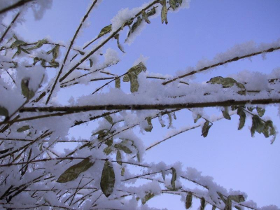 <i class='fa fa-user'></i> annekebosman | Sneeuw  <i class='fa fa-eye'> 96</i>   <i class='fa fa-comment-o'> 2</i>