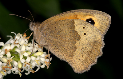 Op ons vakantie-adres staat een haag (niet nader gedetermineerd) die overdag regelmatig door vlinders en zweefvliegen wordt bezocht. Dit Bruin Zandoogje was er een van.