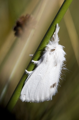 UIt de hand met Canon 100mm Macro des morgens omstreeks half tien onder zonnige omstandigheden