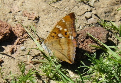 Lekker weer, wandeling gemaakt in de Ardennen. Ik zag een mooie vlinder en die fotografeerde ik. Later bleek het om een uiterst zeldzame soort te gaan....