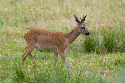 Vanuit de vogelkijkhut bij de Lettelberter Petten (prov. Groningen) stond ik schietklaar voor het fotograferen van de vogeltjes in het riet (o.a. Rietgors en Bosrietzanger, zie daarvoor Birdpix). Meteen al in het begin kwam deze ree voorbij huppelen. Uiteraard had hij lak aan de fotograaf, vandaar de uitgestoken tong.