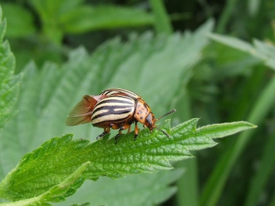 Vond hem tegenover een aardappelveld wat vermoedelijk net gespoten was tegen dit insect