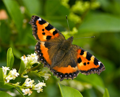 Naast ons vakantie-adres stond een struik die veelvuldig door zweefvliegen, hommels en vlinders werd bezocht. Het heeft twee dagen geduurd voordat ik een Kleine Vos vond die niet verschrikt wegvloog en er mooi op zat.