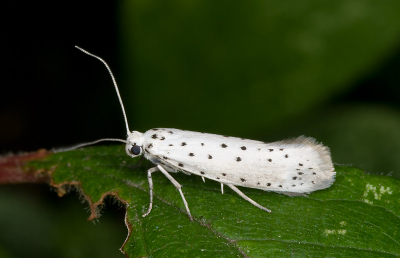 Deze stippelmot zat rustig op een struik te wachten. Maar welke soort zou dit kunnen zijn? Er zijn amper verschillen tussen de diverse soorten. Persoonlijk denk ik dat het een Kardinaalsmutsstippelmot is, maar ik heb het ongetwijfeld fout...