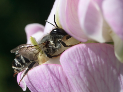 Nog een andere foto van deze bij: http://www.nederpix.nl/album_page.php?pic_id=63298 waarop de pootjes wat duidelijker zichtbaar zijn.