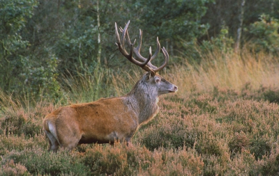 <i class='fa fa-user'></i>&nbsp;Rob&nbsp;| Edelhert&nbsp; <i class='fa fa-eye'>&nbsp;570</i> &nbsp; <i class='fa fa-comment-o'>&nbsp;2</i>