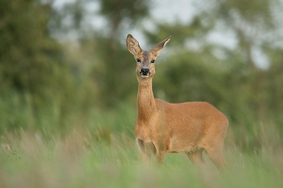 Dit is mijn eerste Nederpix resultaat met mn nieuwe 150-500mm. Zodra deze ree achter een rietkraag zat te grazen ben ik dichterbij geslopen. En ja de geur van mij ging naar het beestje toe en zag me. Ben langzaam naar een open plekje bewogen en veel foto's gemaakt.