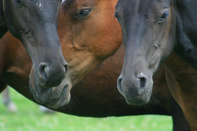 Er stond een groep prachtige paarden in een weiland naast de weg. Even gestopt en wat foto's gemaakt. Ik vind dit zelf een prachtig en intiem beeld.