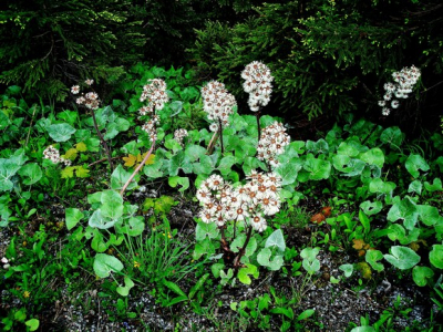 deze plant vond ik langs de kant van de weg, ik heb hem niet eerder gezien, wie kent hem? Let op, het zijn geen pluizen maar bloemen. Ca. 60 cm. hoog.