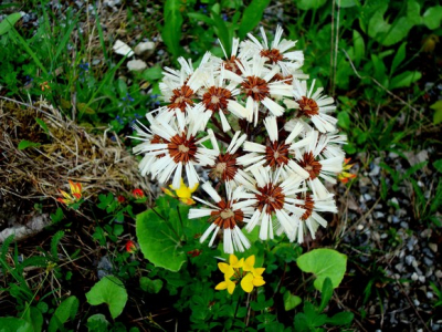 dit is een close up van de bloem, waarvan de opname van de hele plant al geupload is ter determinatie