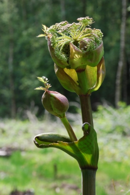 Deze ontluikende Engelwortel stond aan de rand van een leeggekapt stuk bos. De zon kwam juist even door om de bloem te belichten.