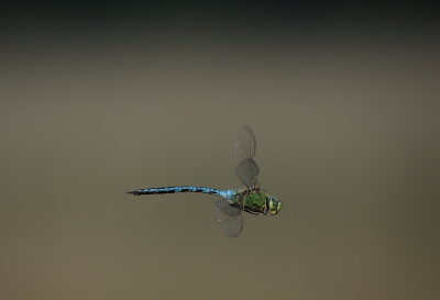 Uit de hand geschoten met een Canon EOS 1D Mark III met een Canon 100-400 mm objectief.