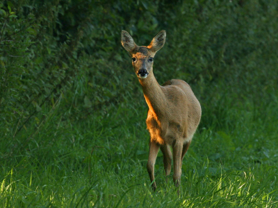Niet echt een schuw beestje. Was water aan het drinken uit een sloot en liet me naderen tot een meter of 25. Toen sprong hij snel een maisveld in.